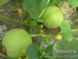 甜瓜乐园爆料君最新版,独家爆料，精彩内容抢先看！  第1张